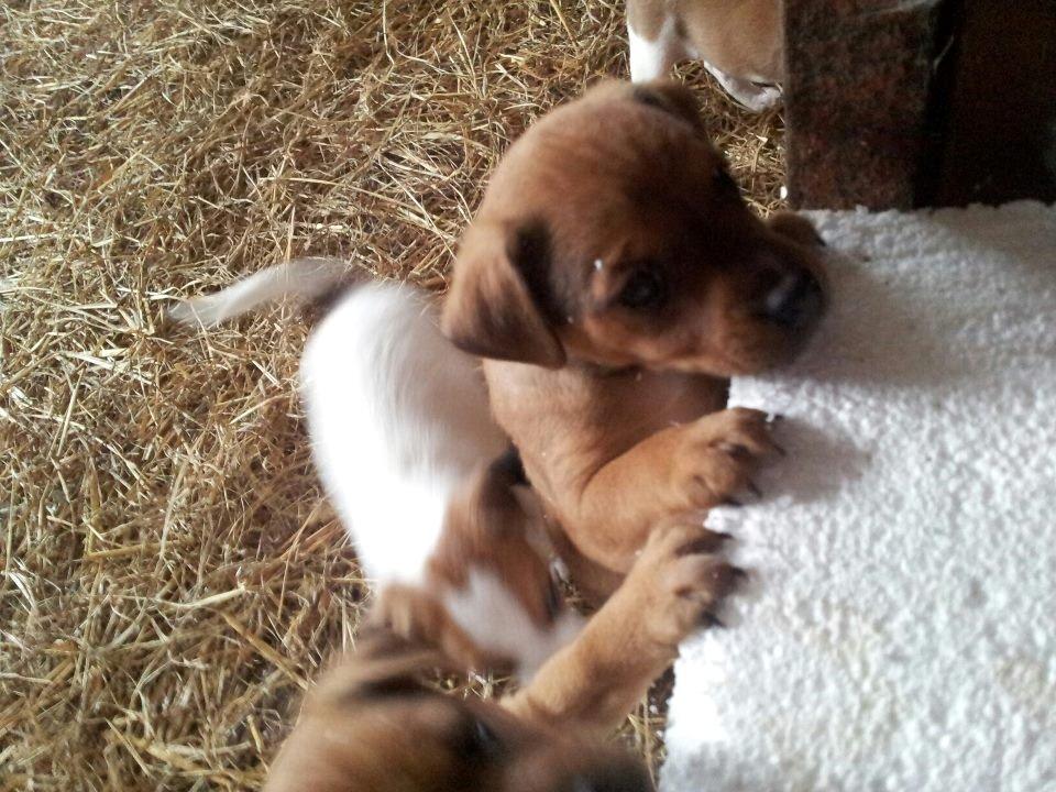 Blanding af racer Zacki - 25/04-12
Da vi så vores lille guldklump første gang!  billede 2