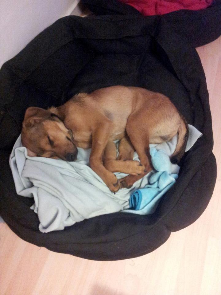 Blanding af racer Zacki - 19/08-12
Zacki 5 måneder billede 7