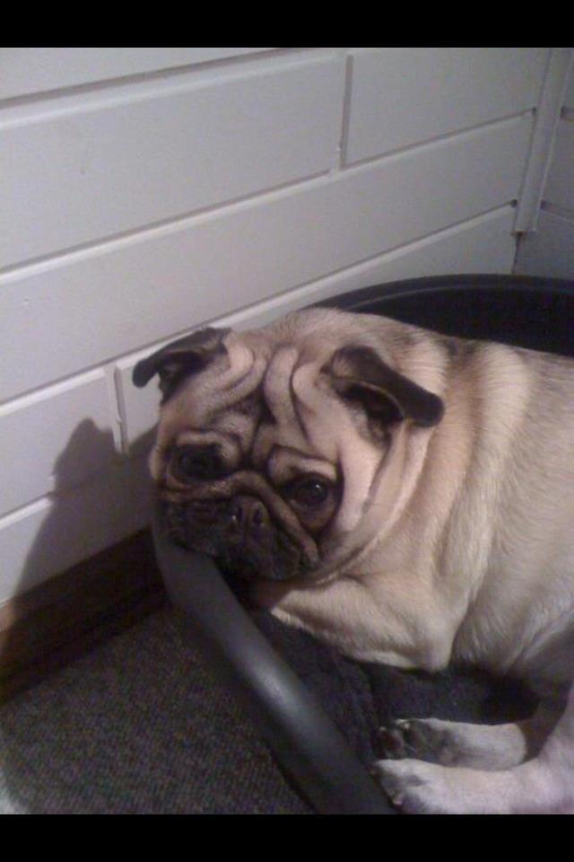 Mops Frank billede 18