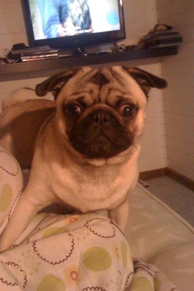 Mops Frank billede 1