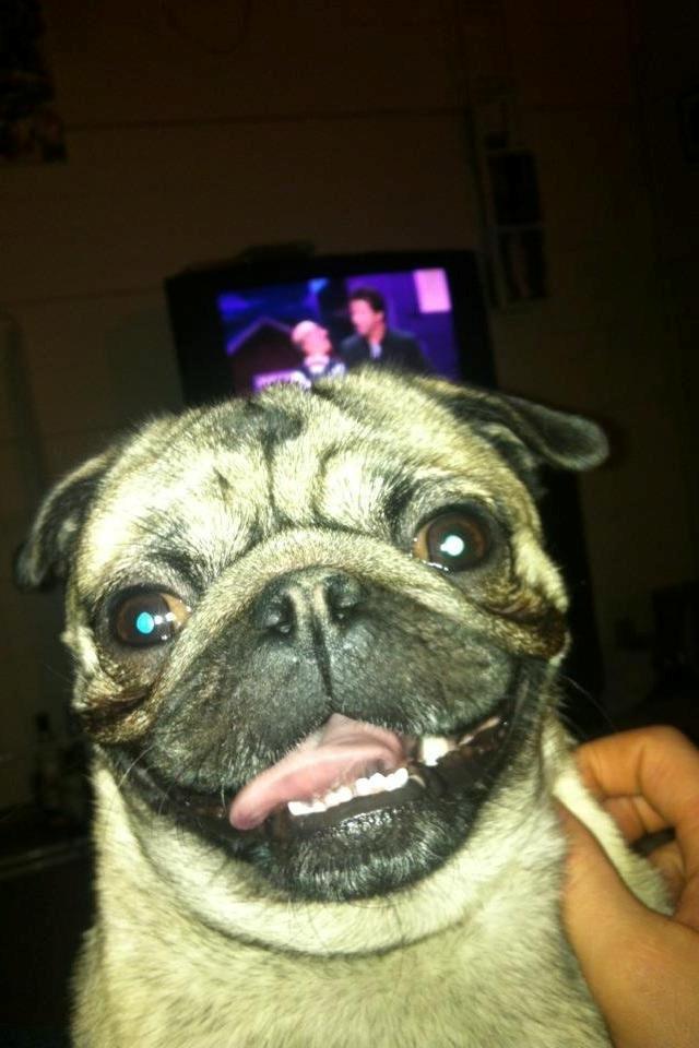 Mops Frank billede 19