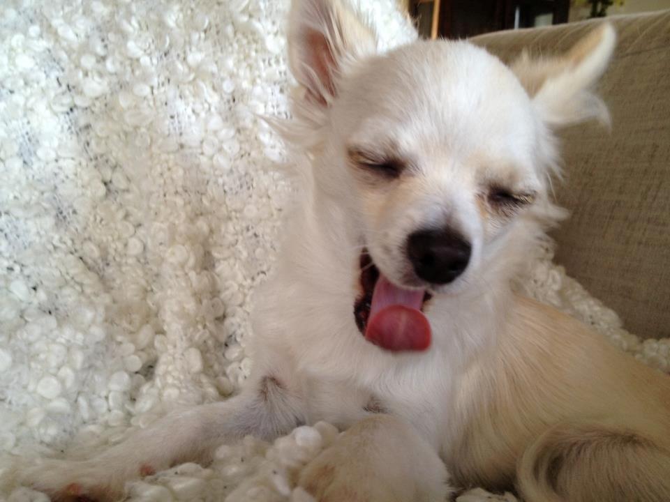 Chihuahua Dario billede 1