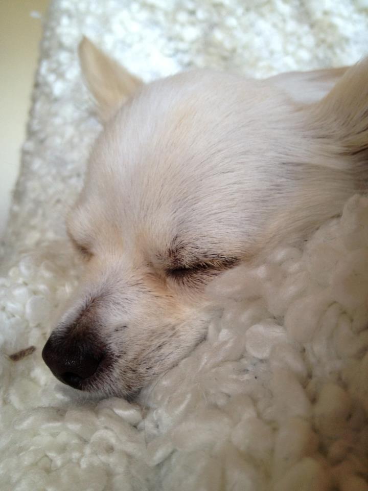 Chihuahua Dario billede 2