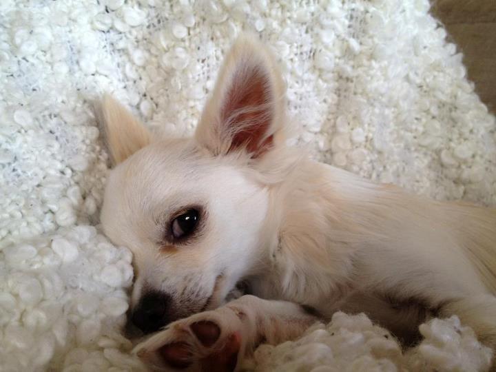 Chihuahua Dario billede 3