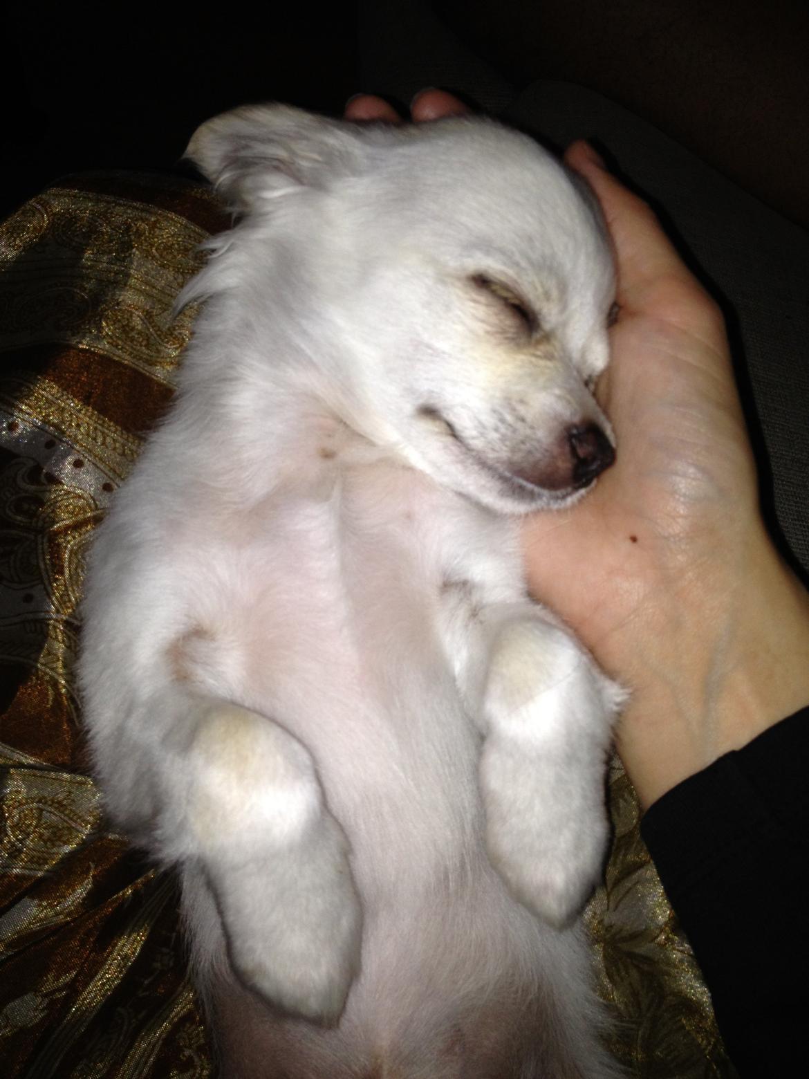 Chihuahua Dario billede 4