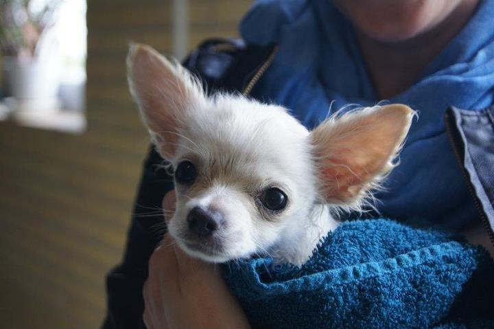 Chihuahua Dario billede 5