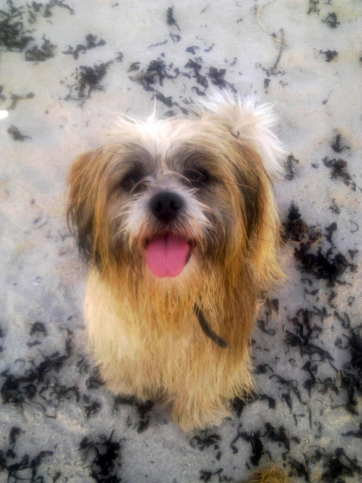 Lhasa apso werner billede 1