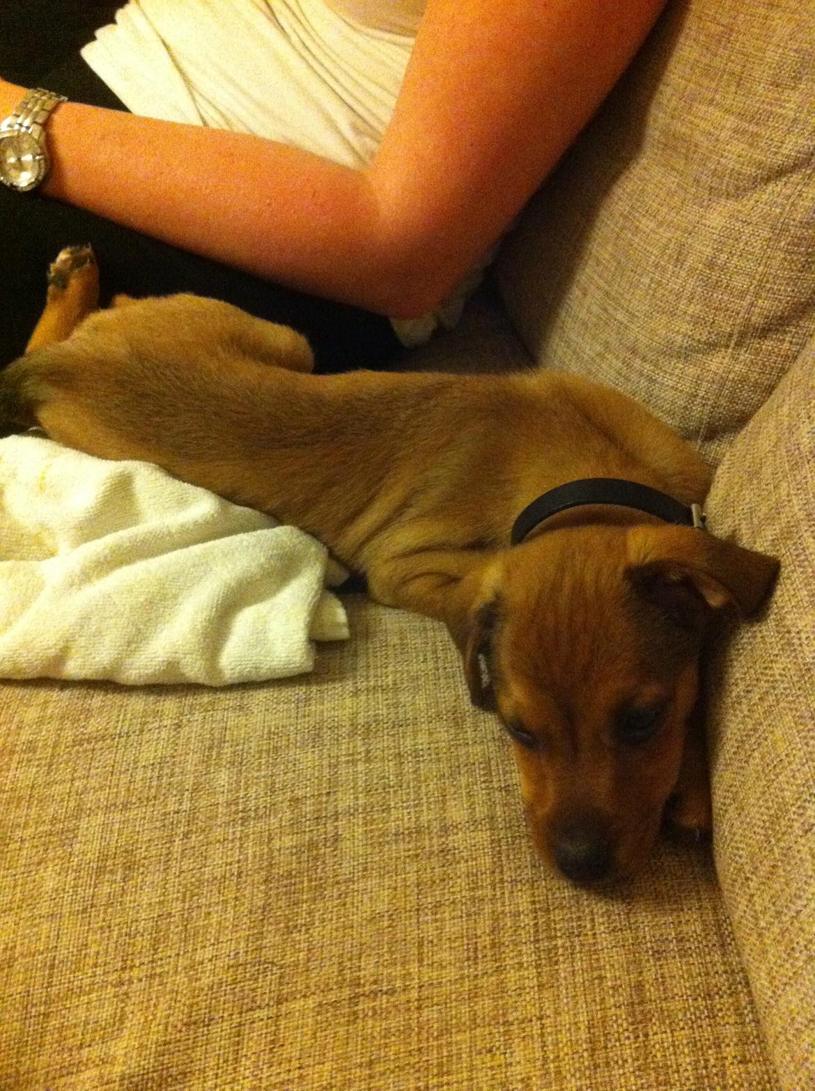 Blanding af racer Zacki - 20/08-12 Putter på sofaen  billede 5