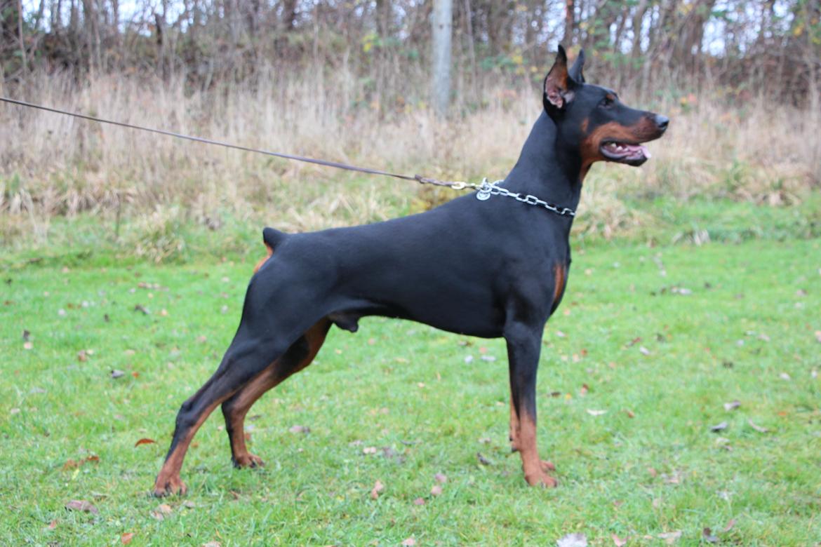 Dobermann Eria Pro Rising Star Rigga - Rigga 19 måneder billede 1