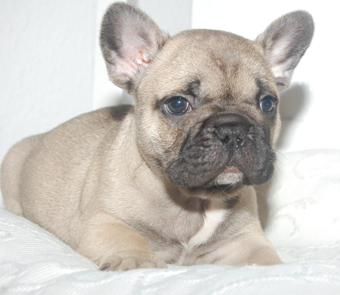 Fransk bulldog Casper-Cornelius Chopin billede 1