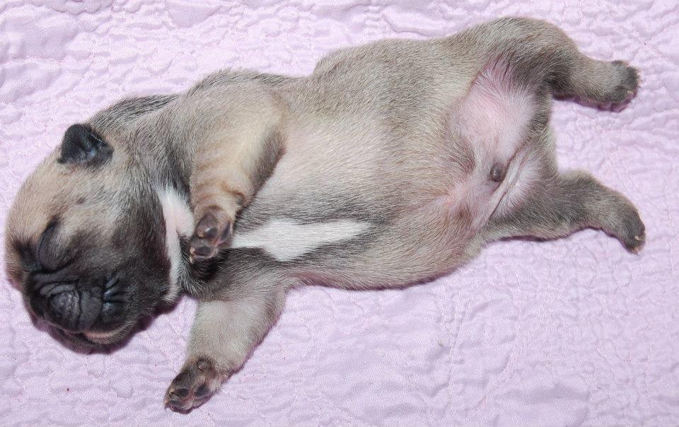 Fransk bulldog Casper-Cornelius Chopin billede 2