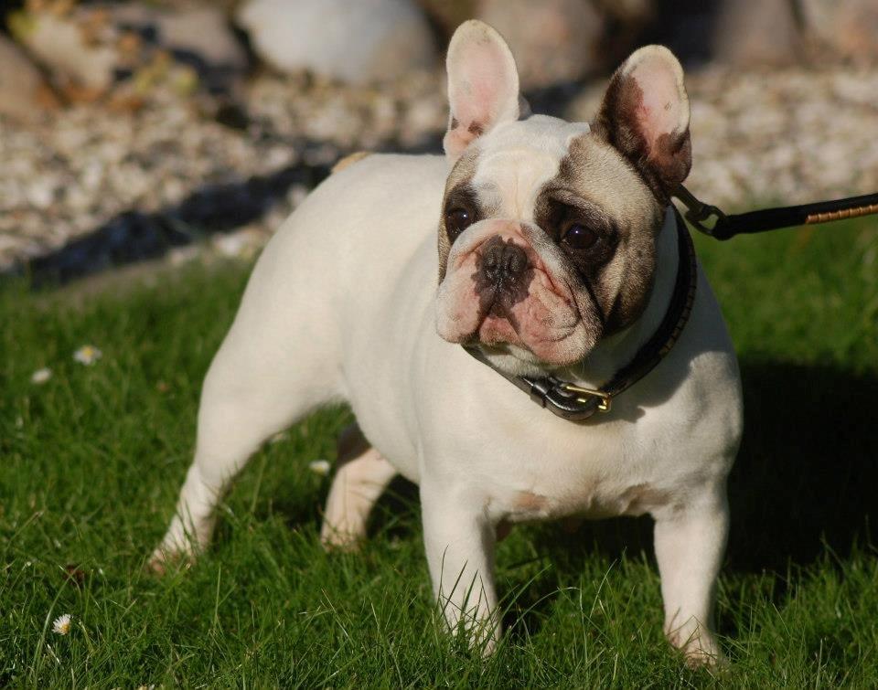Fransk bulldog Casper-Cornelius Chopin - Dette er min Mor billede 9