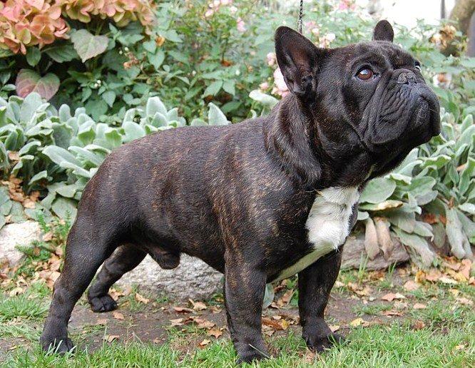 Fransk bulldog Casper-Cornelius Chopin - Dette er min Far billede 8