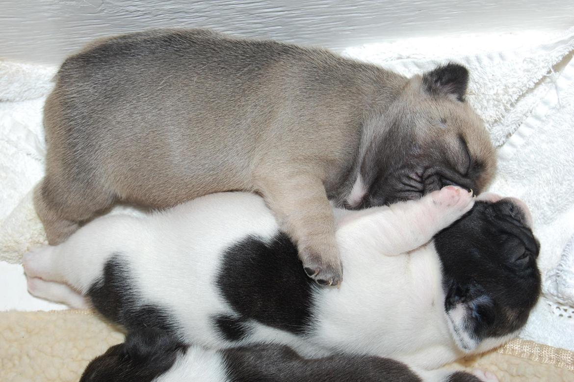 Fransk bulldog Casper-Cornelius Chopin billede 3