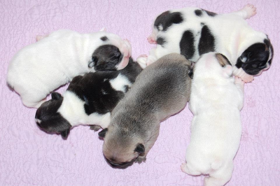 Fransk bulldog Casper-Cornelius Chopin billede 4