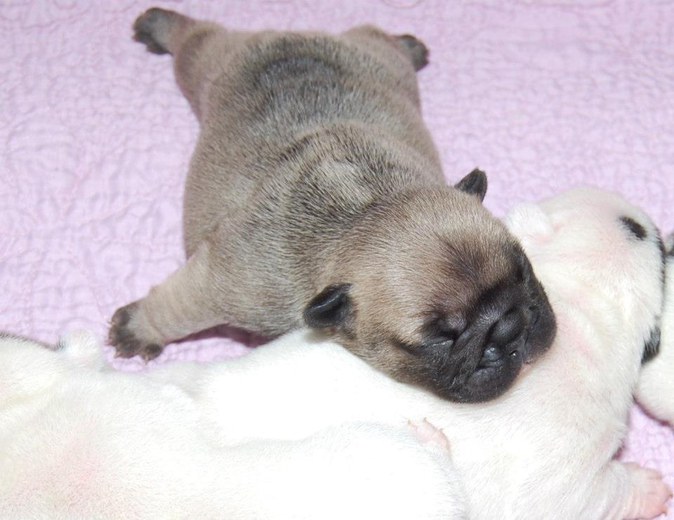 Fransk bulldog Casper-Cornelius Chopin billede 5