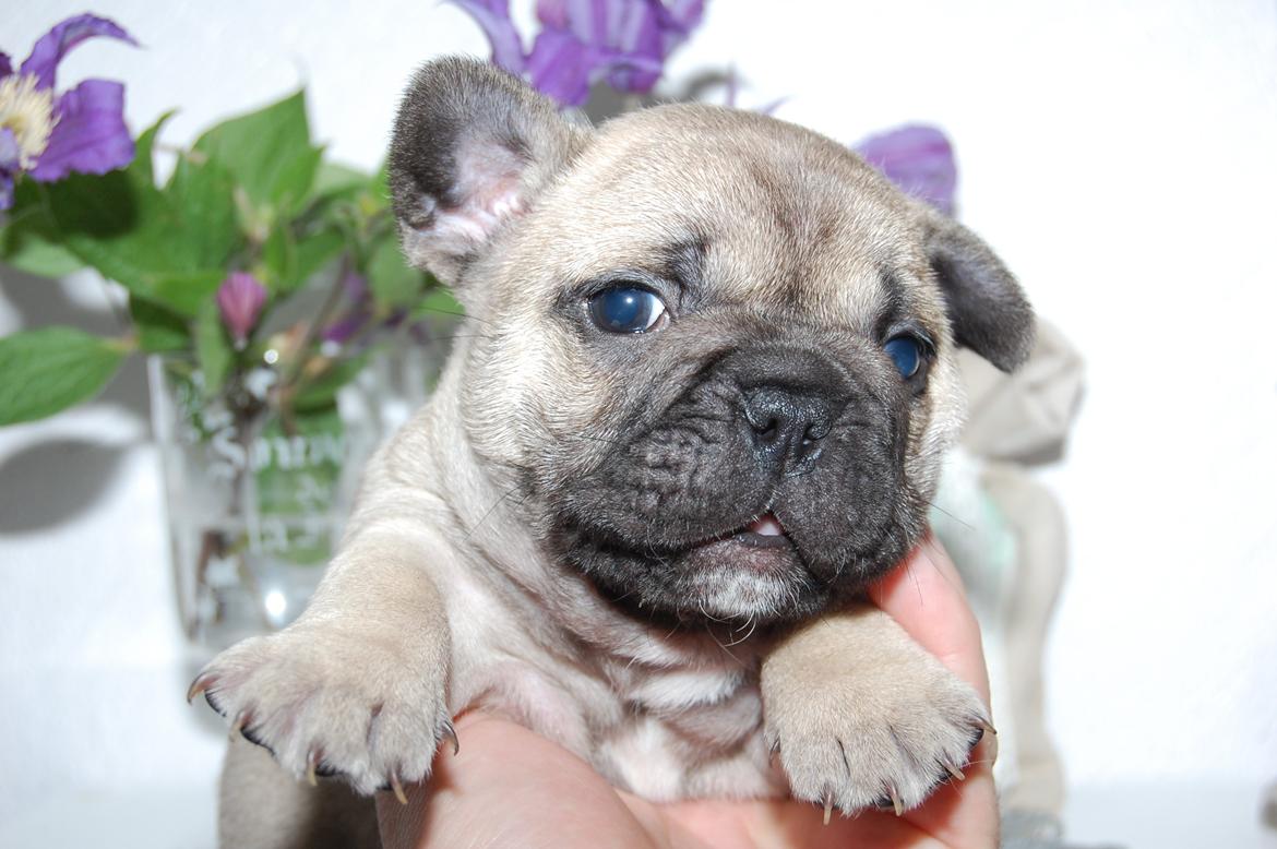 Fransk bulldog Casper-Cornelius Chopin billede 6