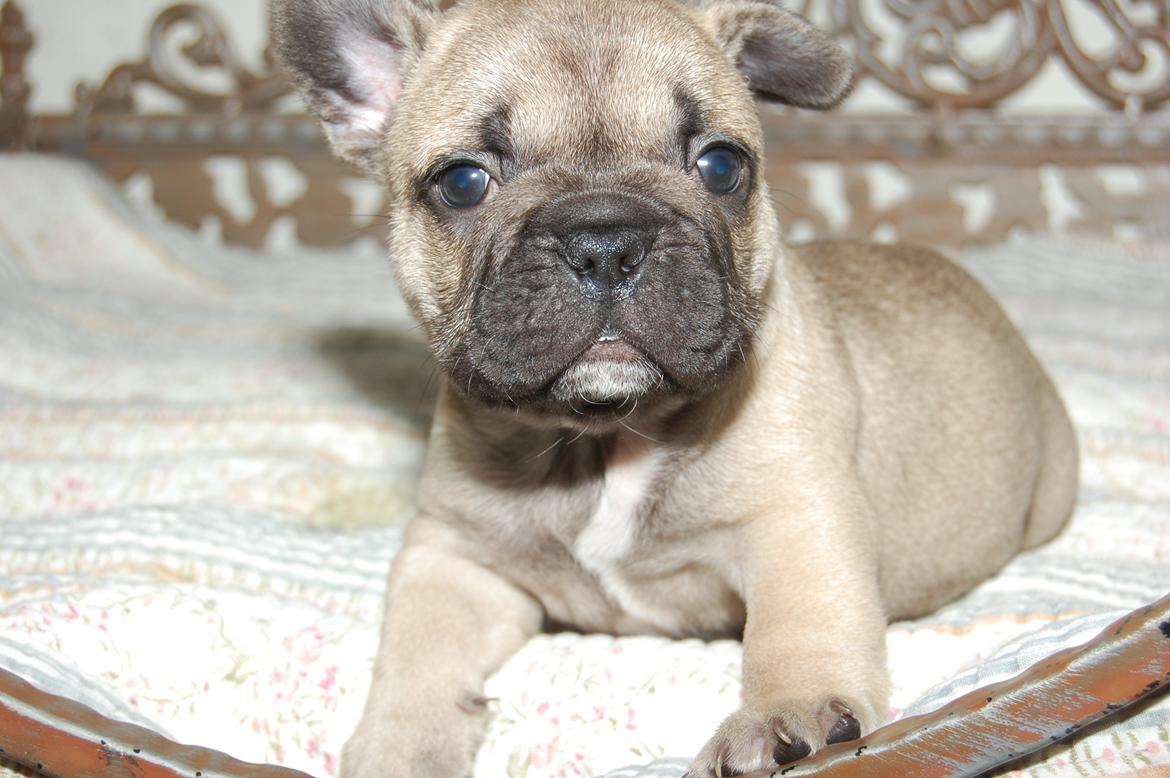 Fransk bulldog Casper-Cornelius Chopin billede 7