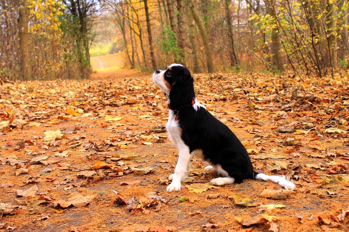 Cavalier king charles spaniel Aya - Aya 5 måneder billede 23