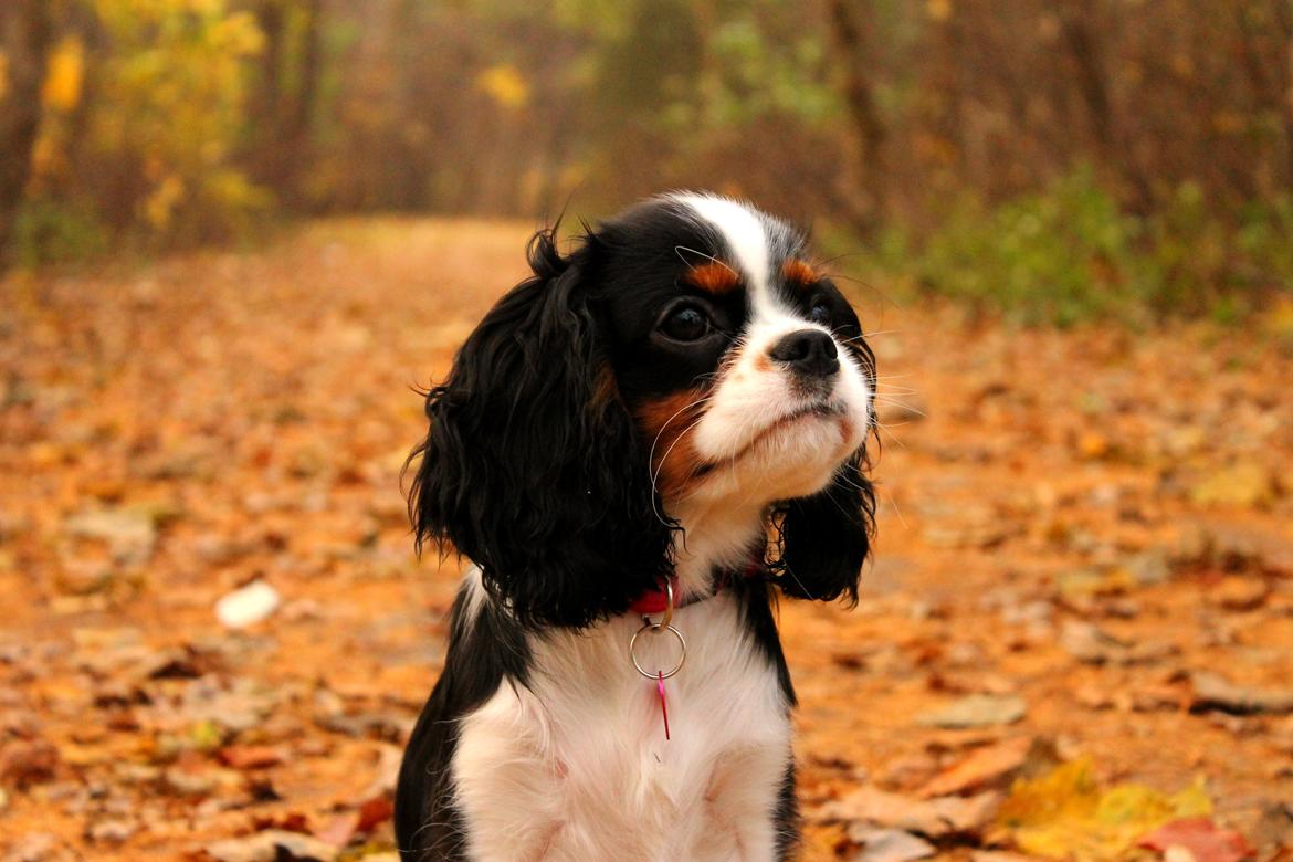 Cavalier king charles spaniel Aya - 5 måneder i efteråret  billede 22