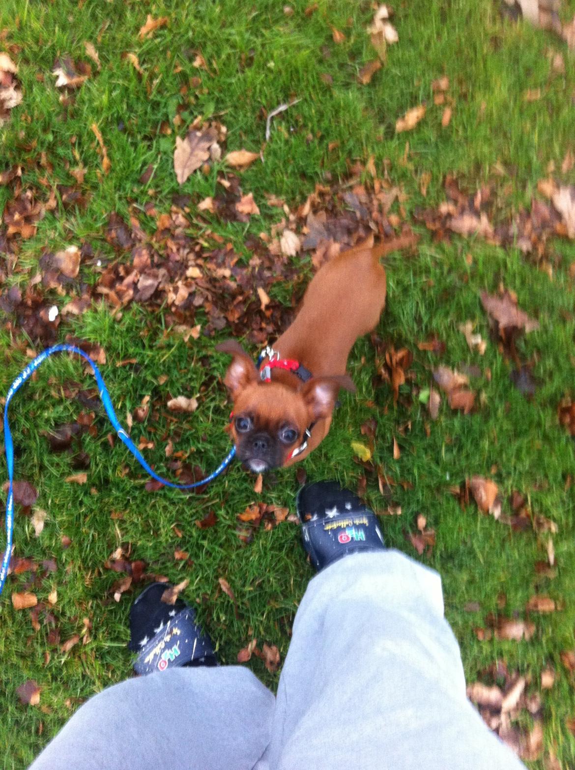 Blanding af racer Mille billede 1