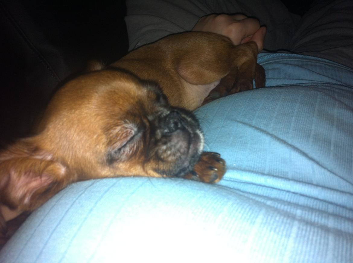 Blanding af racer Mille billede 3