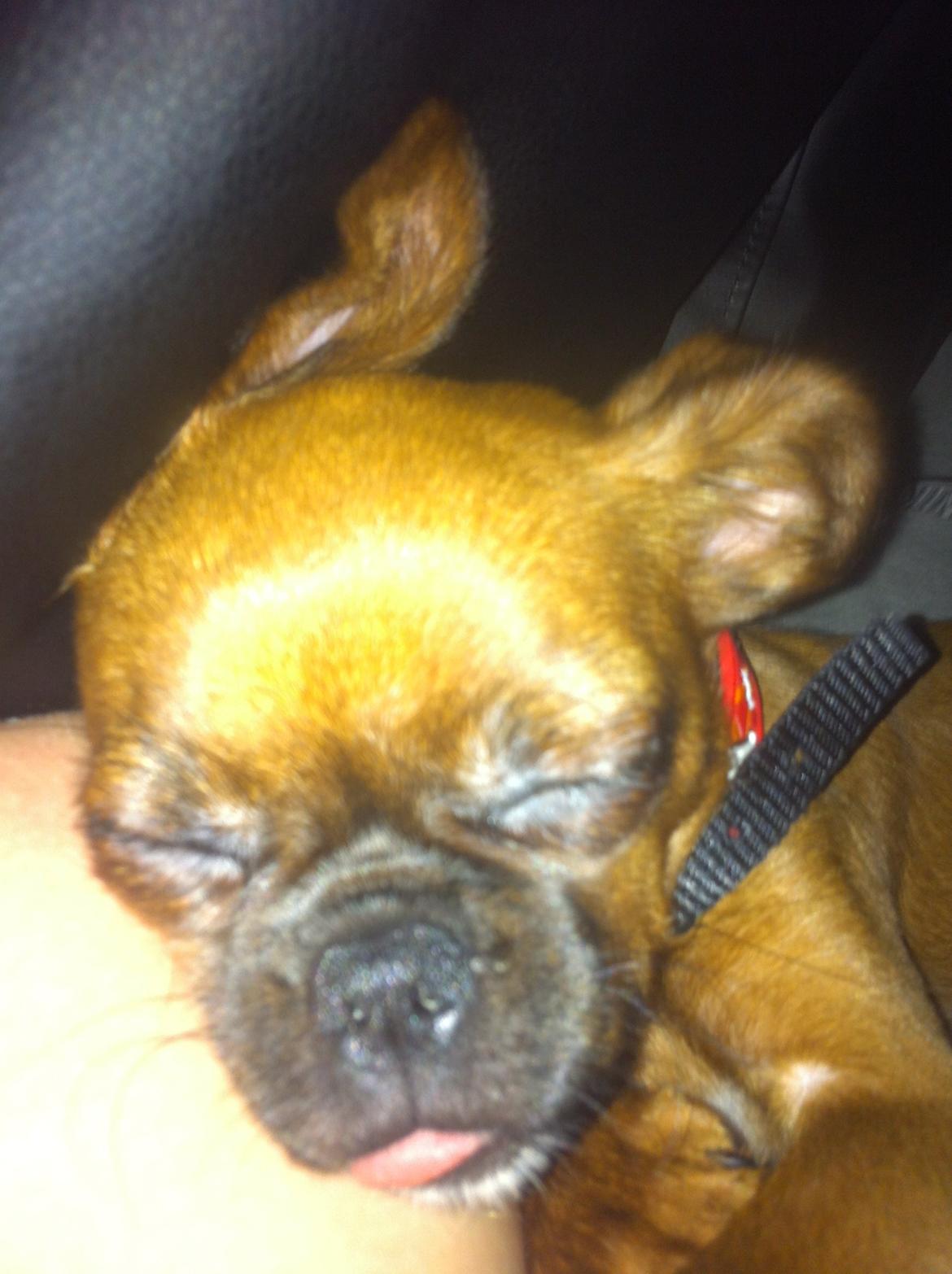 Blanding af racer Mille billede 4