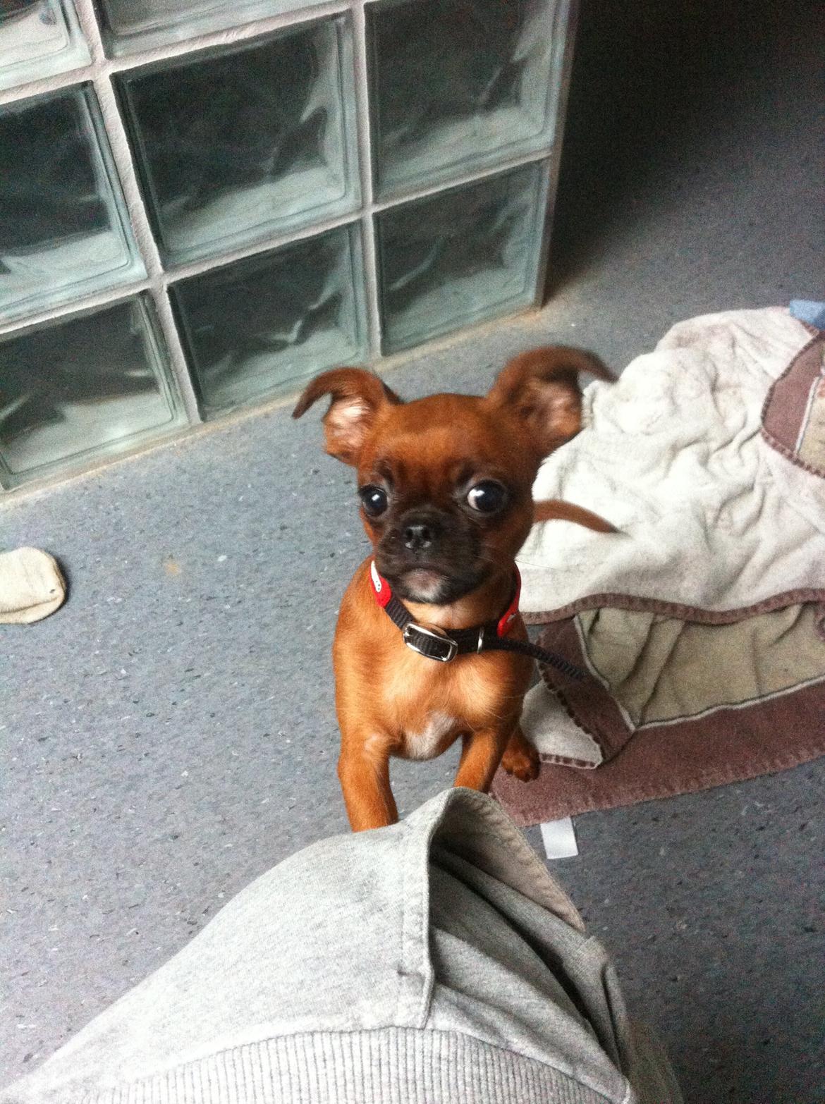 Blanding af racer Mille billede 5