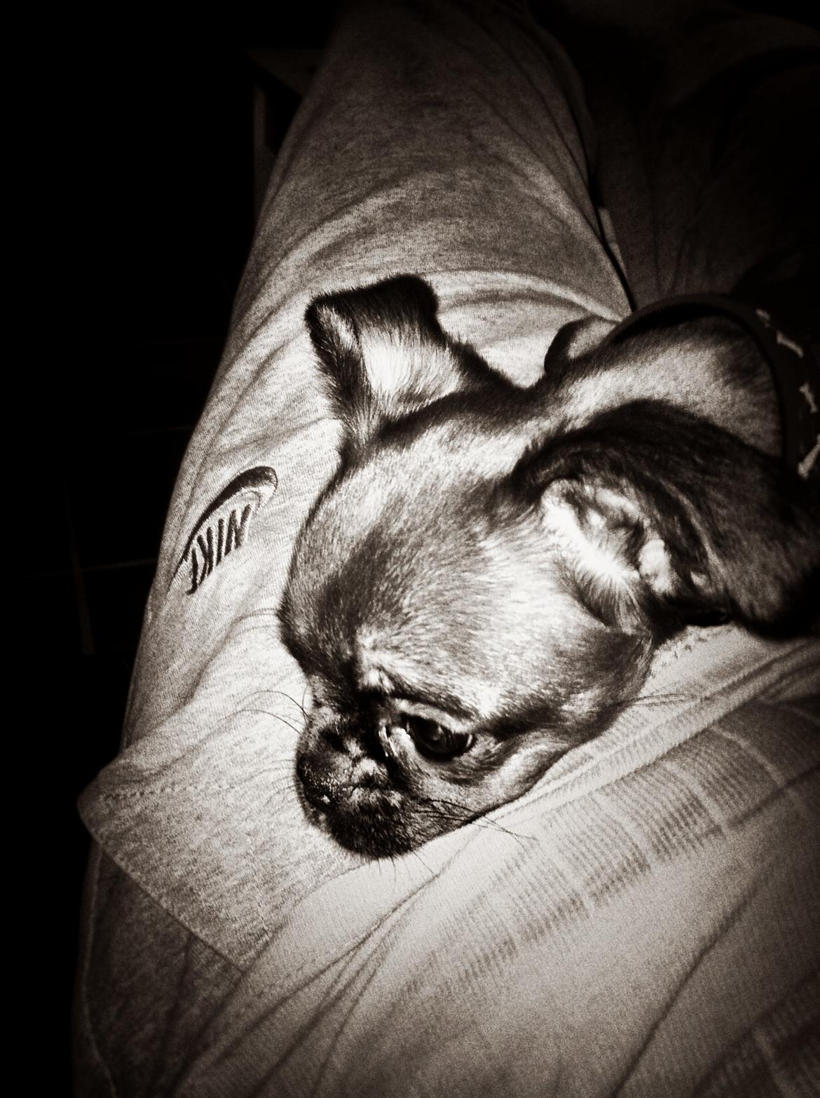 Blanding af racer Mille billede 2