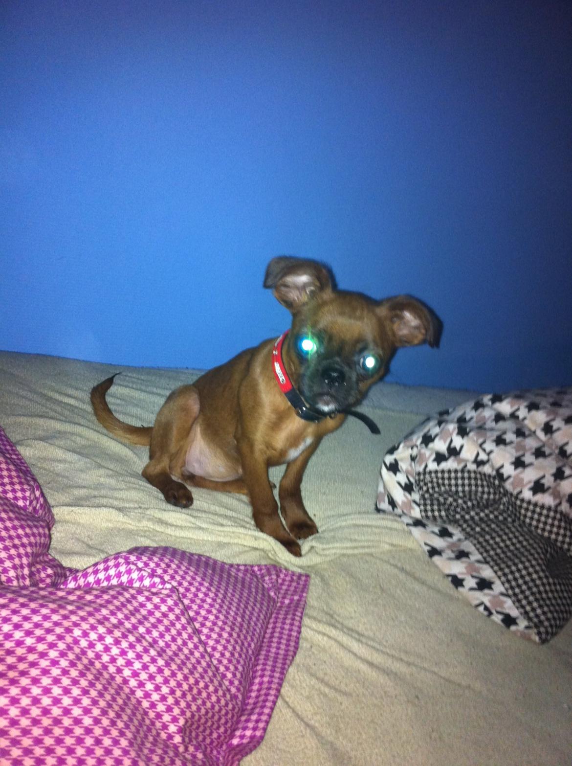 Blanding af racer Mille billede 6