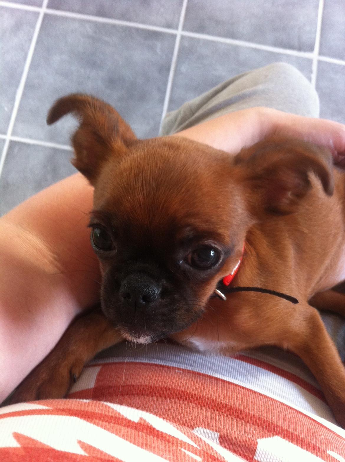 Blanding af racer Mille billede 7