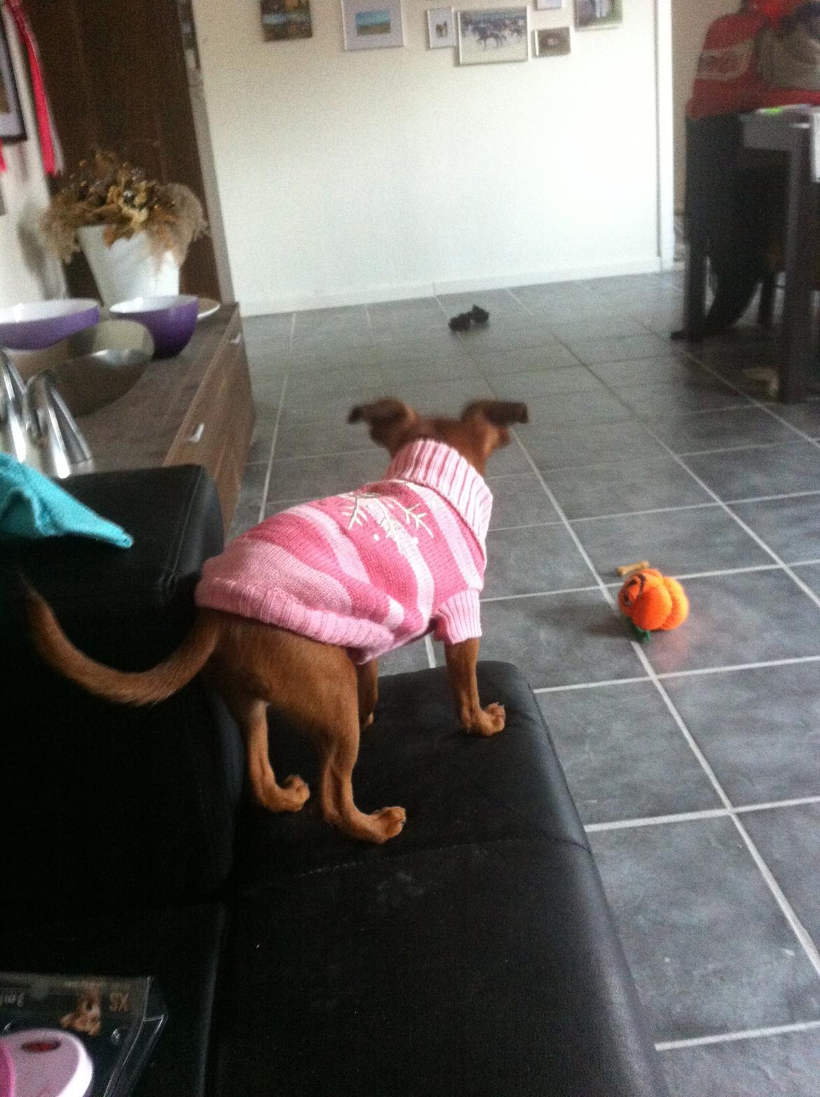 Blanding af racer Mille billede 9