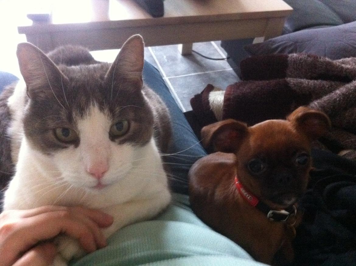 Blanding af racer Mille billede 10