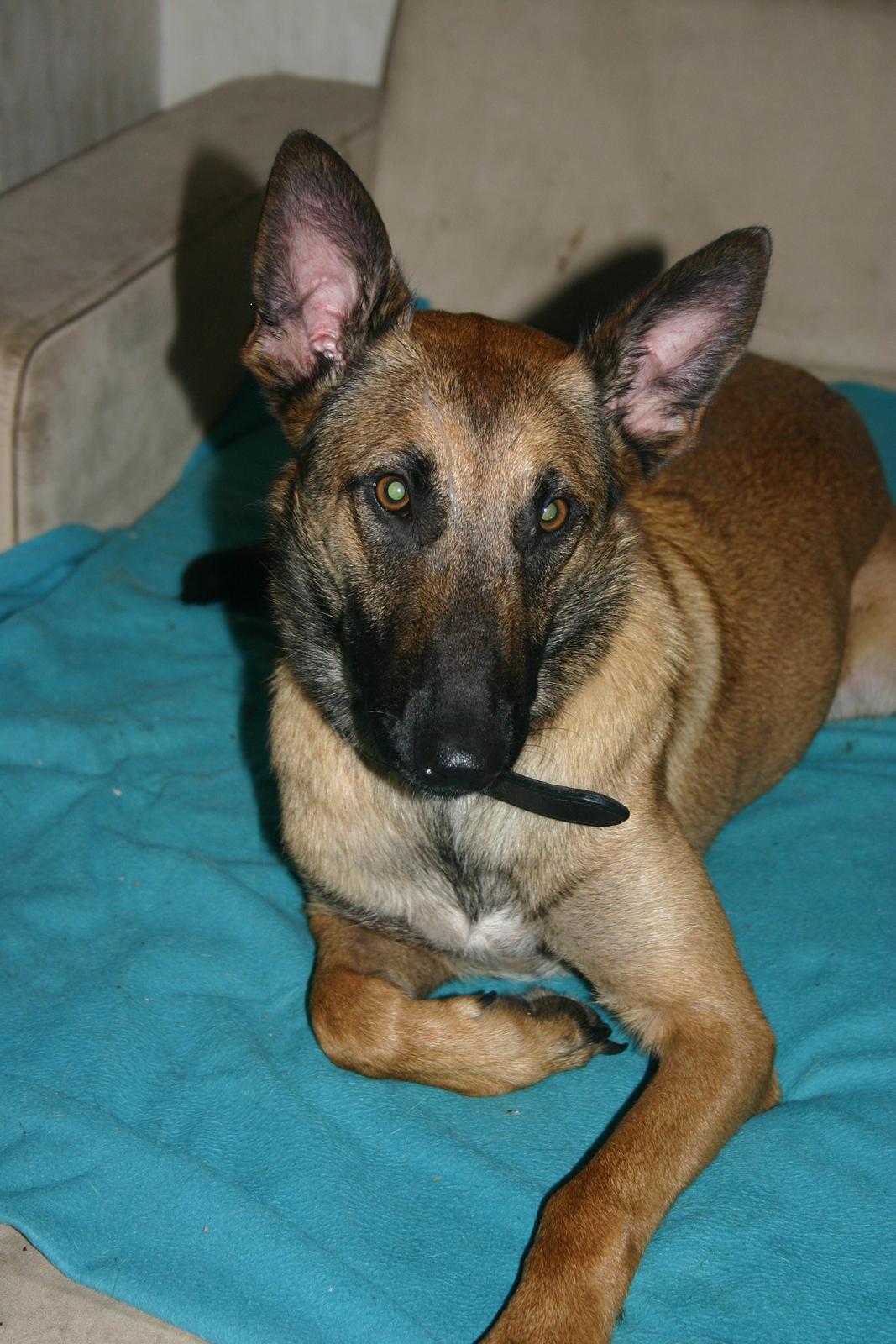 Malinois Jenos Mercedes billede 1