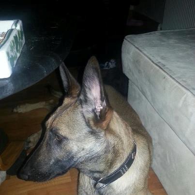 Malinois Jenos Mercedes billede 3