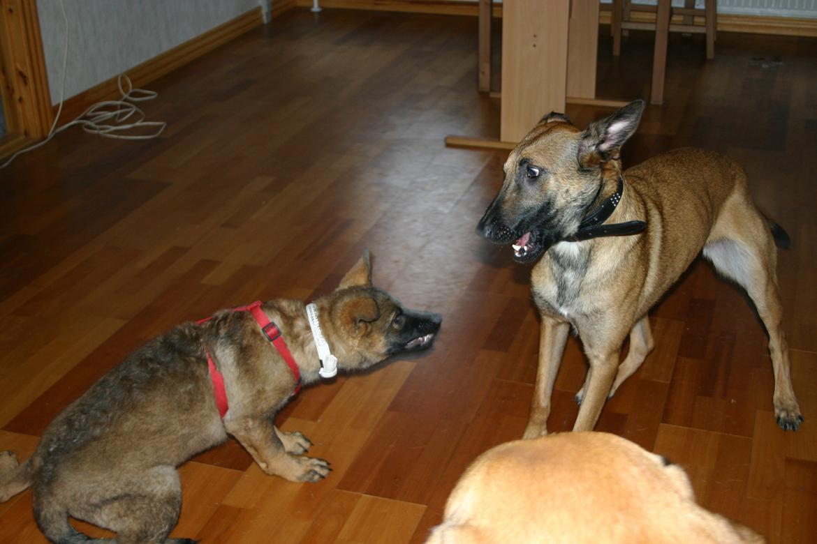 Malinois Jenos Mercedes billede 4