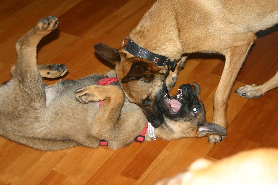 Malinois Jenos Mercedes billede 5