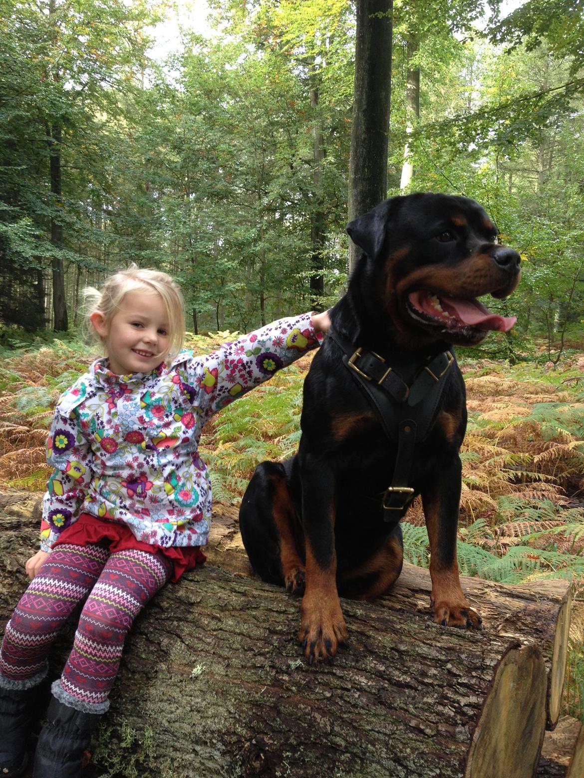 Rottweiler Lilla Aftonstjarnäs Number One (Cicco) billede 12