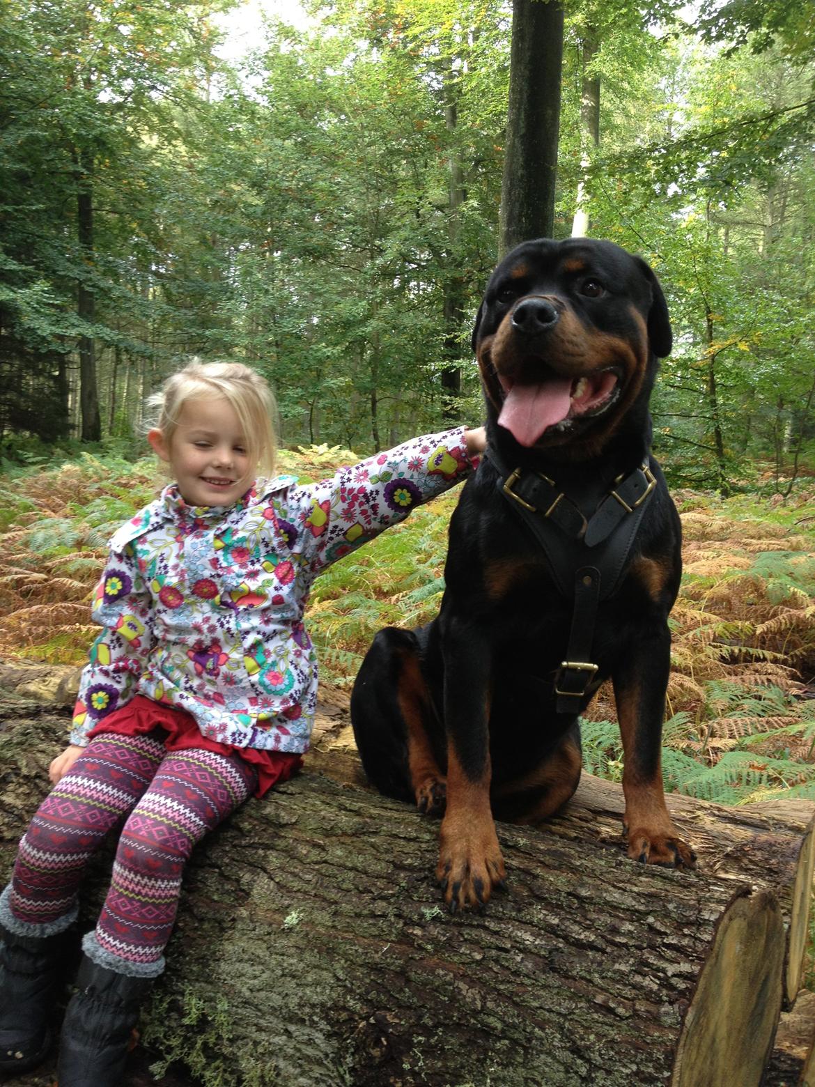 Rottweiler Lilla Aftonstjarnäs Number One (Cicco) billede 13