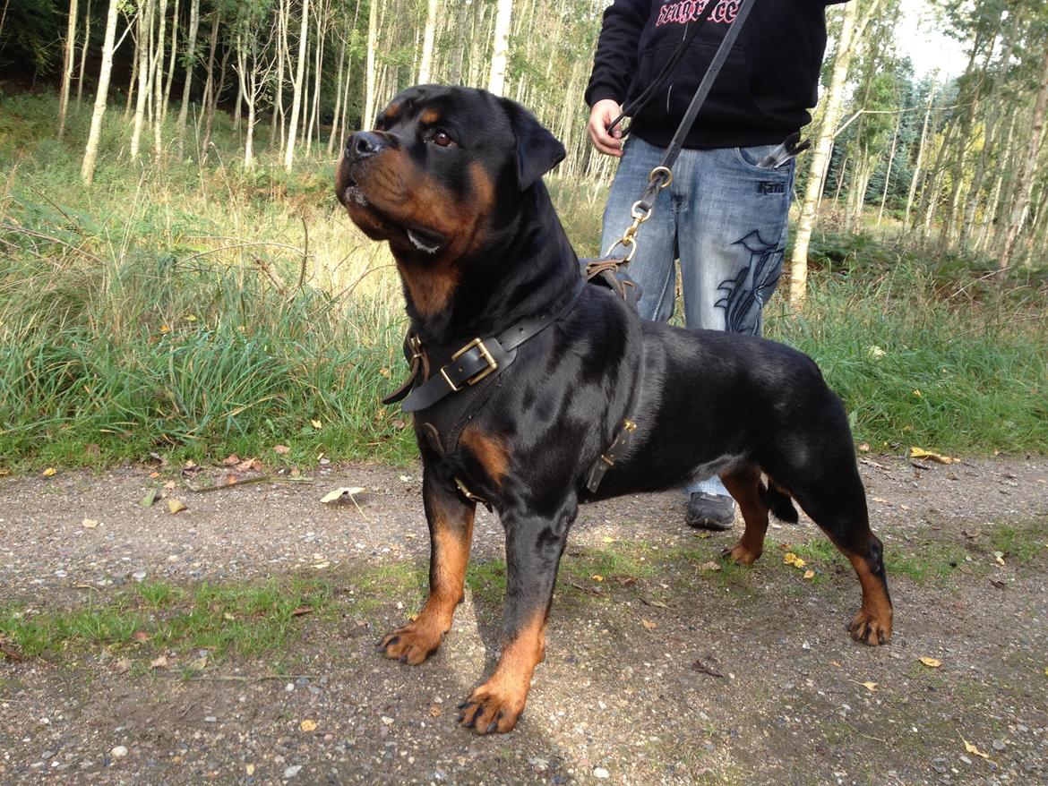 Rottweiler Lilla Aftonstjarnäs Number One (Cicco) - Vores smukke dreng billede 11