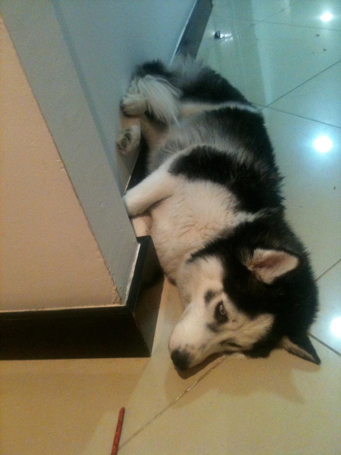 Siberian husky Keira billede 4