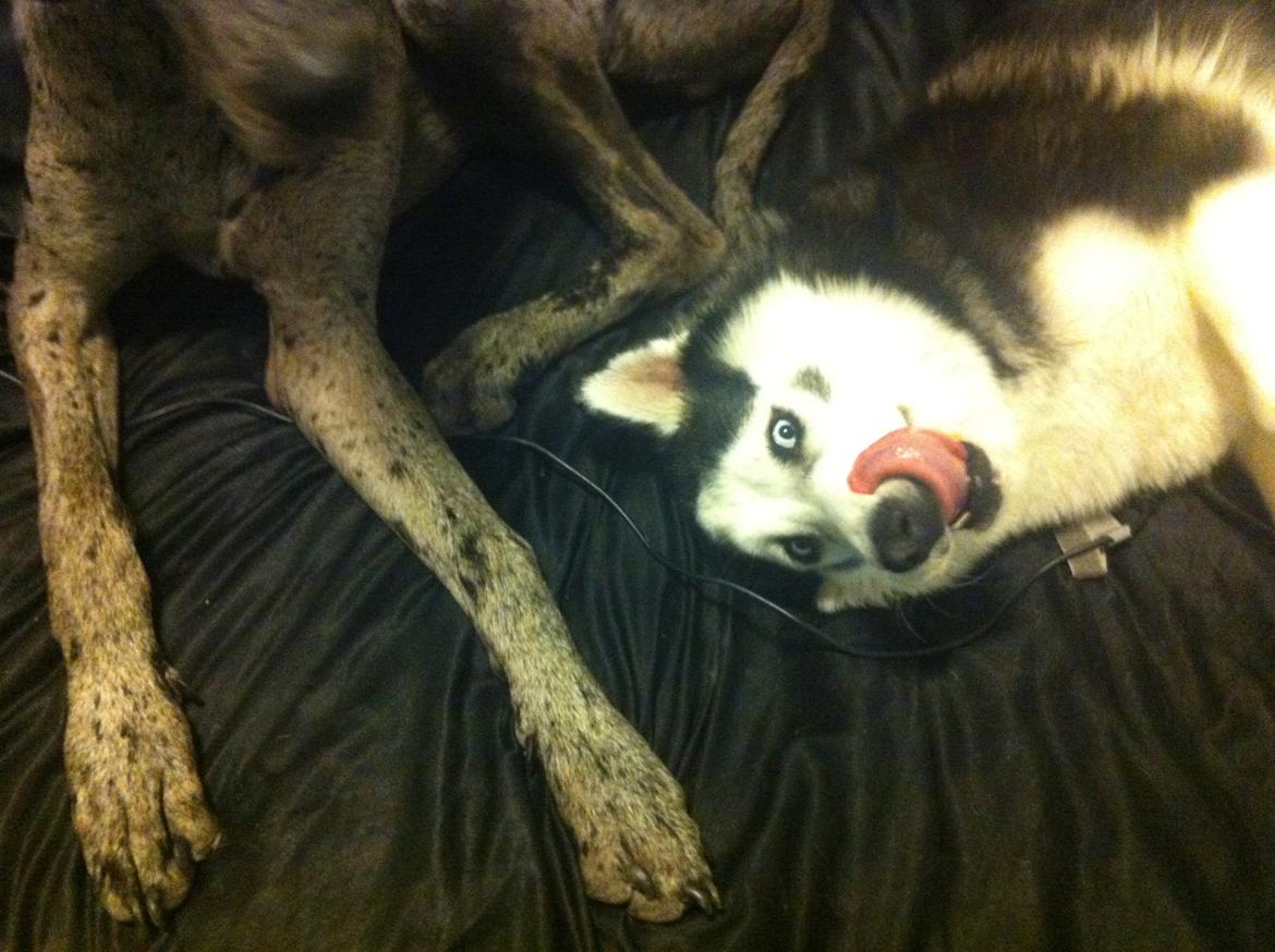 Siberian husky Keira billede 3