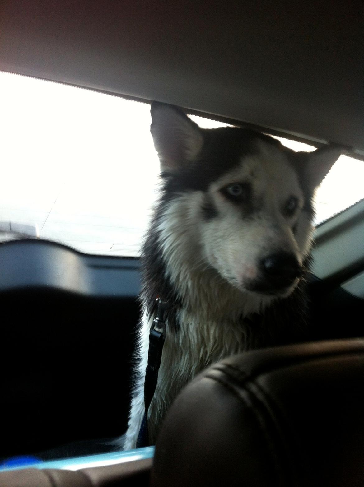 Siberian husky Keira billede 5