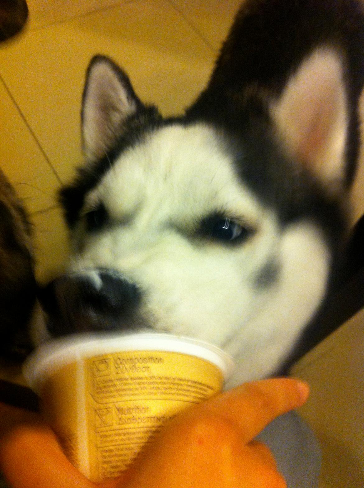 Siberian husky Keira - Mmmh! Creme Fraiche! billede 2