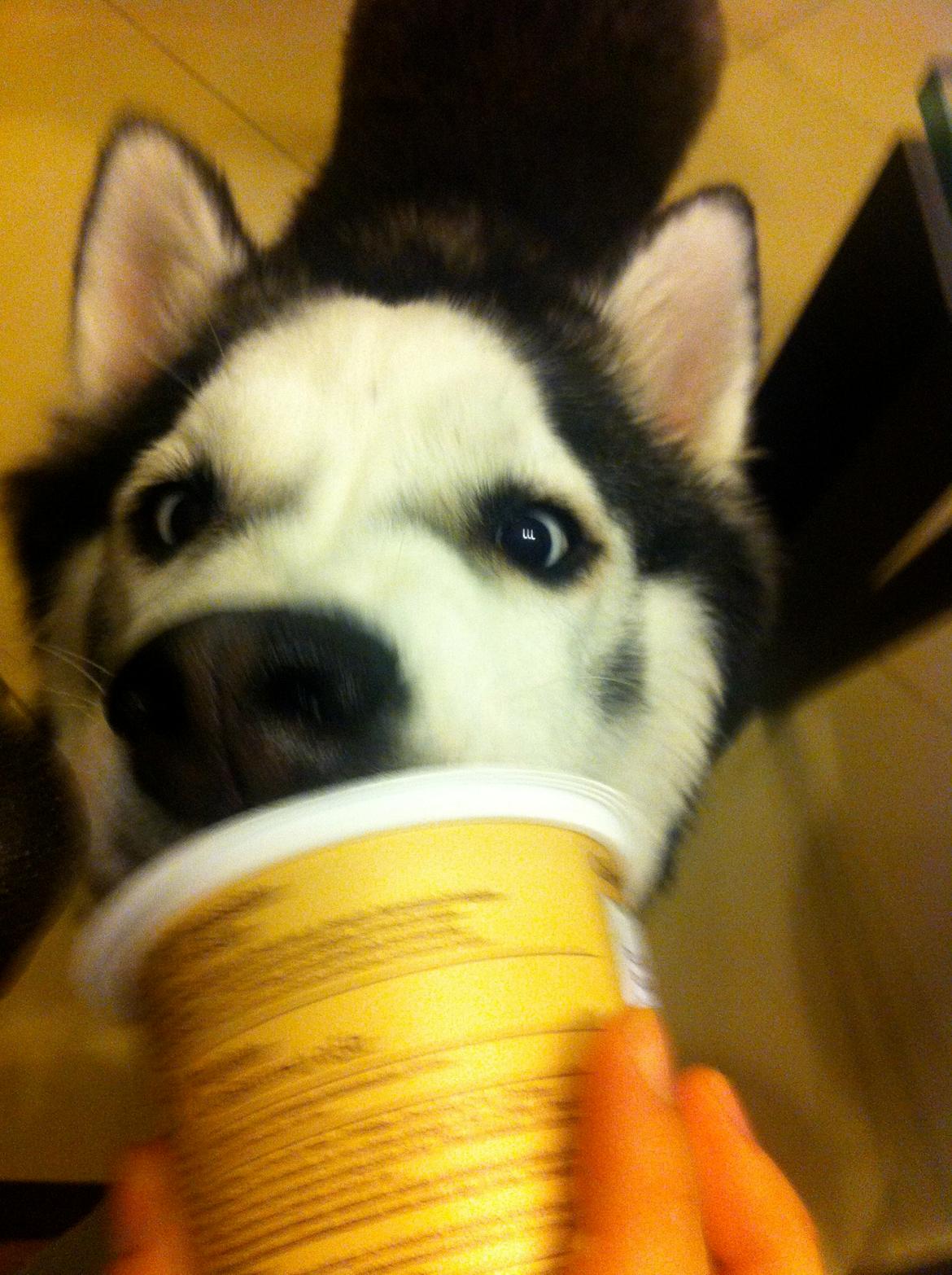 Siberian husky Keira billede 1