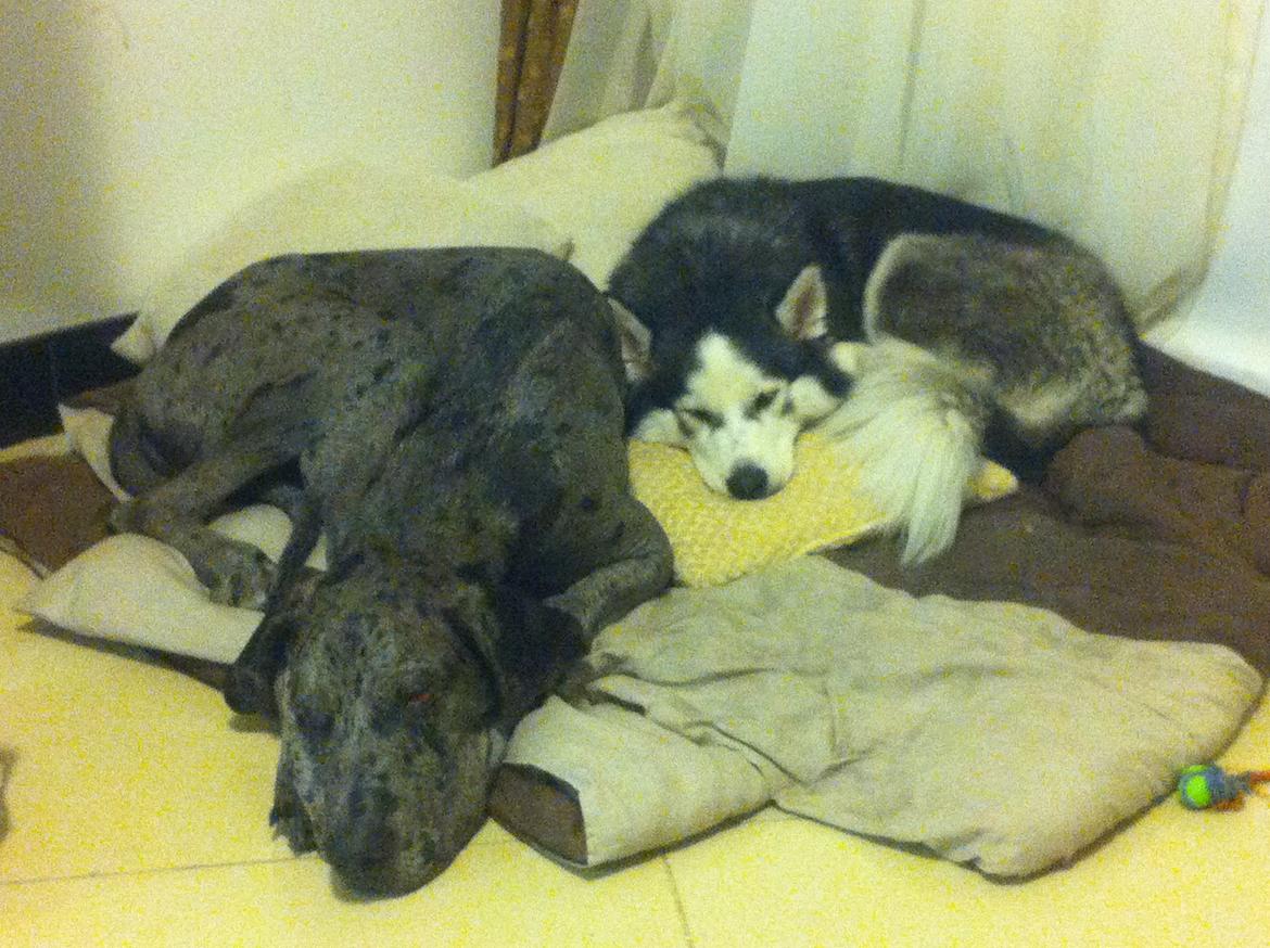 Siberian husky Keira billede 6