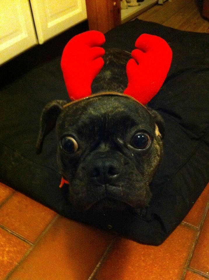 Blanding af racer Berta - berta er også chokeret over at december er lige rundt om hjørnet billede 10