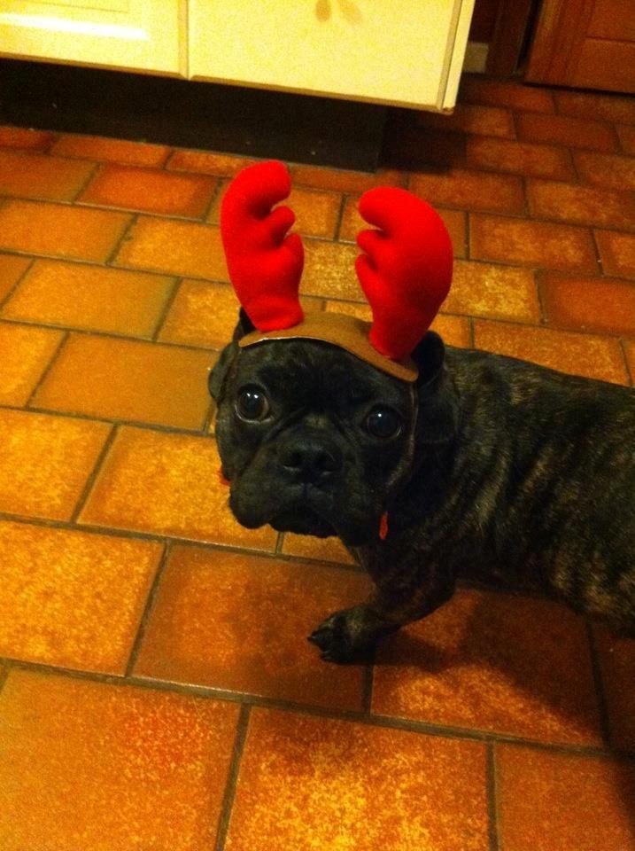 Blanding af racer Berta billede 11