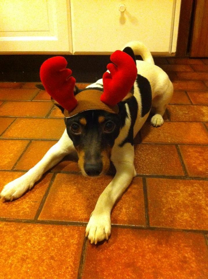 Dansk svensk gaardhund Buster billede 19