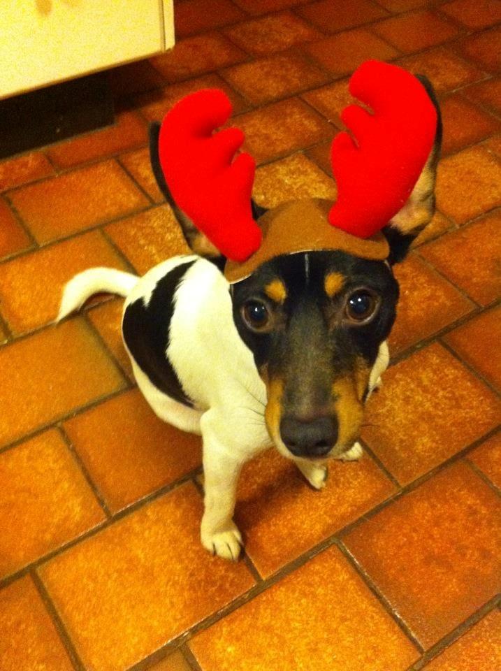 Dansk svensk gaardhund Buster billede 20